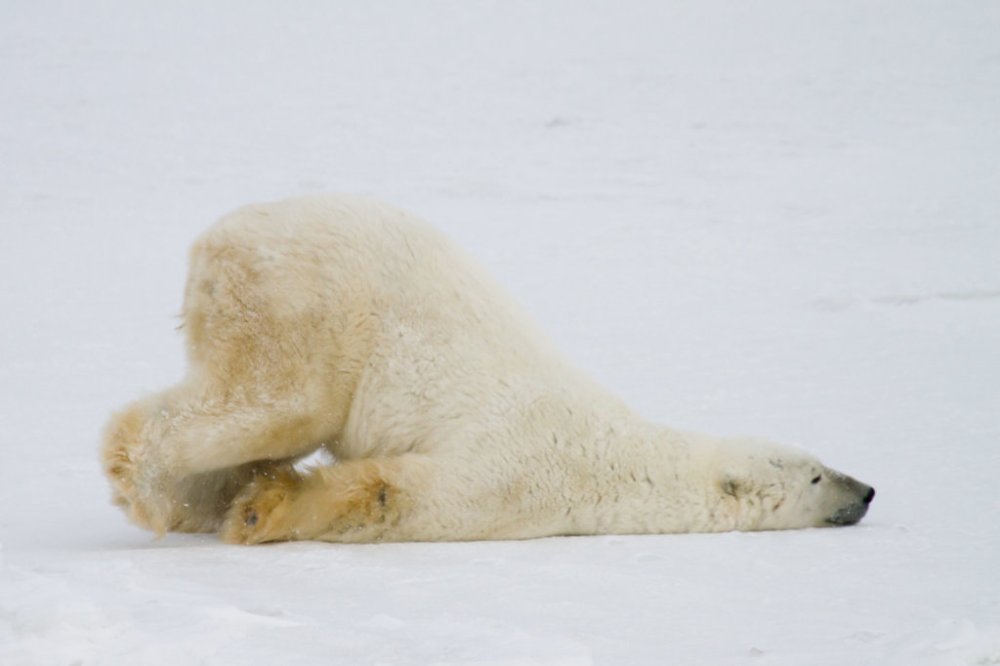 polarbear
